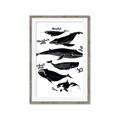 Picture of Ocean Life Black and White _GroupedProduct_Rectangle_Portrait_Framed_Matted_