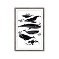 Picture of Ocean Life Black and White _GroupedProduct_Rectangle_Portrait_Framed_Matted_