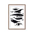 Picture of Ocean Life Black and White _GroupedProduct_Rectangle_Portrait_Framed_Matted_