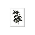Picture of Black Leaves II _GroupedProduct_Rectangle_Portrait_Framed_Matted_