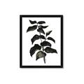 Picture of Black Leaves II _GroupedProduct_Rectangle_Portrait_Framed_Matted_