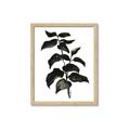 Picture of Black Leaves II _GroupedProduct_Rectangle_Portrait_Framed_Matted_