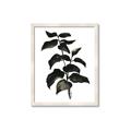 Picture of Black Leaves II _GroupedProduct_Rectangle_Portrait_Framed_Matted_