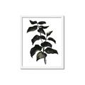 Picture of Black Leaves II _GroupedProduct_Rectangle_Portrait_Framed_Matted_
