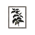 Picture of Black Leaves II _GroupedProduct_Rectangle_Portrait_Framed_Matted_