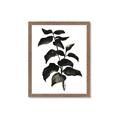 Picture of Black Leaves II _GroupedProduct_Rectangle_Portrait_Framed_Matted_