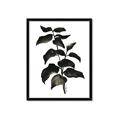 Picture of Black Leaves II _GroupedProduct_Rectangle_Portrait_Framed_Matted_