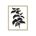 Picture of Black Leaves II _GroupedProduct_Rectangle_Portrait_Framed_Matted_