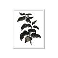 Picture of Black Leaves II _GroupedProduct_Rectangle_Portrait_Framed_Matted_