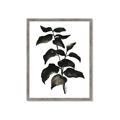 Picture of Black Leaves II _GroupedProduct_Rectangle_Portrait_Framed_Matted_