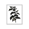 Picture of Black Leaves II _GroupedProduct_Rectangle_Portrait_Framed_Matted_