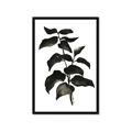 Picture of Black Leaves II _GroupedProduct_Rectangle_Portrait_Framed_Matted_