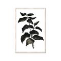 Picture of Black Leaves II _GroupedProduct_Rectangle_Portrait_Framed_Matted_