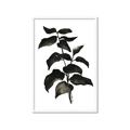 Picture of Black Leaves II _GroupedProduct_Rectangle_Portrait_Framed_Matted_
