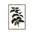 Picture of Black Leaves II _GroupedProduct_Rectangle_Portrait_Framed_Matted_