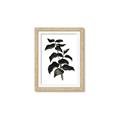 Picture of Black Leaves II _GroupedProduct_Rectangle_Portrait_Framed_Matted_