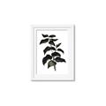 Picture of Black Leaves II _GroupedProduct_Rectangle_Portrait_Framed_Matted_