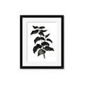 Picture of Black Leaves II _GroupedProduct_Rectangle_Portrait_Framed_Matted_