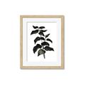 Picture of Black Leaves II _GroupedProduct_Rectangle_Portrait_Framed_Matted_