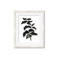 Picture of Black Leaves II _GroupedProduct_Rectangle_Portrait_Framed_Matted_