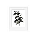 Picture of Black Leaves II _GroupedProduct_Rectangle_Portrait_Framed_Matted_
