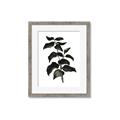 Picture of Black Leaves II _GroupedProduct_Rectangle_Portrait_Framed_Matted_