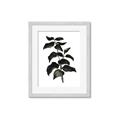 Picture of Black Leaves II _GroupedProduct_Rectangle_Portrait_Framed_Matted_