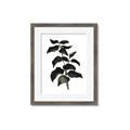 Picture of Black Leaves II _GroupedProduct_Rectangle_Portrait_Framed_Matted_