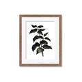 Picture of Black Leaves II _GroupedProduct_Rectangle_Portrait_Framed_Matted_