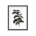 Picture of Black Leaves II _GroupedProduct_Rectangle_Portrait_Framed_Matted_