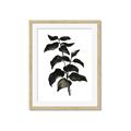 Picture of Black Leaves II _GroupedProduct_Rectangle_Portrait_Framed_Matted_