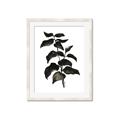 Picture of Black Leaves II _GroupedProduct_Rectangle_Portrait_Framed_Matted_