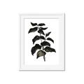 Picture of Black Leaves II _GroupedProduct_Rectangle_Portrait_Framed_Matted_