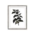 Picture of Black Leaves II _GroupedProduct_Rectangle_Portrait_Framed_Matted_