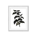 Picture of Black Leaves II _GroupedProduct_Rectangle_Portrait_Framed_Matted_