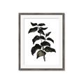 Picture of Black Leaves II _GroupedProduct_Rectangle_Portrait_Framed_Matted_