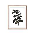 Picture of Black Leaves II _GroupedProduct_Rectangle_Portrait_Framed_Matted_