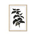 Picture of Black Leaves II _GroupedProduct_Rectangle_Portrait_Framed_Matted_