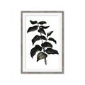 Picture of Black Leaves II _GroupedProduct_Rectangle_Portrait_Framed_Matted_