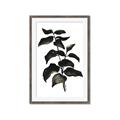 Picture of Black Leaves II _GroupedProduct_Rectangle_Portrait_Framed_Matted_