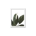 Picture of Focus of White Flower Peace Lily _GroupedProduct_Rectangle_Portrait_Framed_Matted_