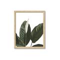 Picture of Focus of White Flower Peace Lily _GroupedProduct_Rectangle_Portrait_Framed_Matted_