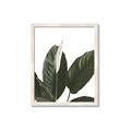 Picture of Focus of White Flower Peace Lily _GroupedProduct_Rectangle_Portrait_Framed_Matted_