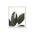 Picture of Focus of White Flower Peace Lily _GroupedProduct_Rectangle_Portrait_Framed_Matted_