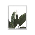 Picture of Focus of White Flower Peace Lily _GroupedProduct_Rectangle_Portrait_Framed_Matted_