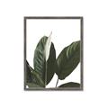 Picture of Focus of White Flower Peace Lily _GroupedProduct_Rectangle_Portrait_Framed_Matted_
