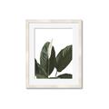 Picture of Focus of White Flower Peace Lily _GroupedProduct_Rectangle_Portrait_Framed_Matted_
