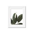 Picture of Focus of White Flower Peace Lily _GroupedProduct_Rectangle_Portrait_Framed_Matted_