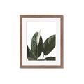 Picture of Focus of White Flower Peace Lily _GroupedProduct_Rectangle_Portrait_Framed_Matted_