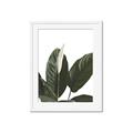 Picture of Focus of White Flower Peace Lily _GroupedProduct_Rectangle_Portrait_Framed_Matted_